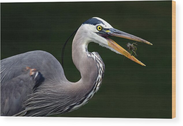 Bird Wood Print featuring the photograph Morning Snack by Art Cole