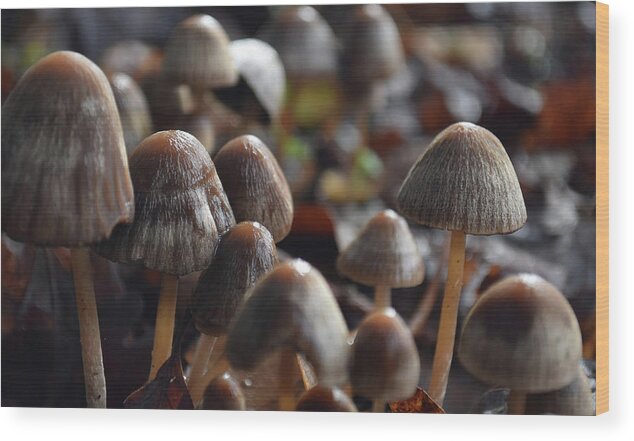 Mushrooms Wood Print featuring the photograph Mushrooms After Rain by D Patrick Miller