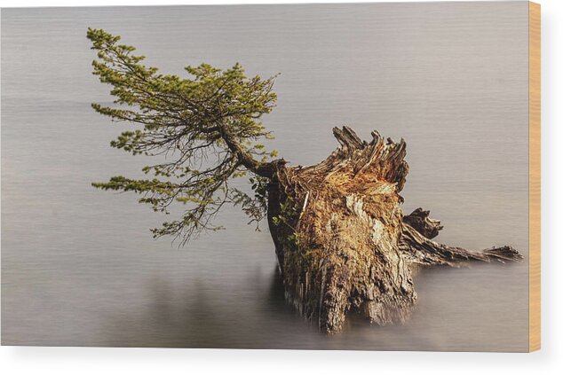 Landscape Wood Print featuring the photograph New Growth From Fallen Tree by Tony Locke
