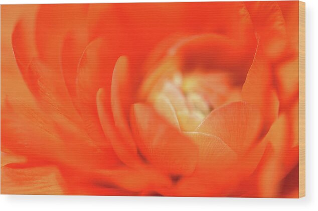 Begonia Photography Wood Print featuring the photograph Orange by Leanna Kotter