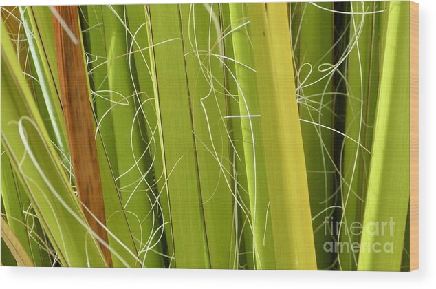 Palm Frond Wood Print featuring the photograph Palm Frond Series 1-1 by J Doyne Miller