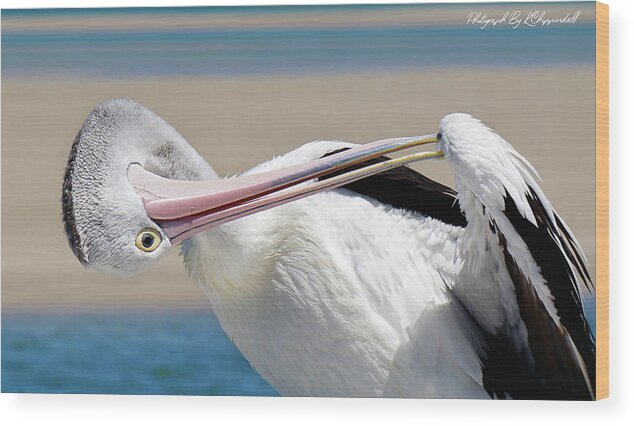 Australian Pelican Wood Print featuring the digital art Pelican care 027 by Kevin Chippindall