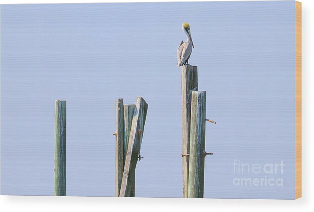 Pelican Wood Print featuring the photograph Pelican Sitting on Pier Post 3135 by Jack Schultz