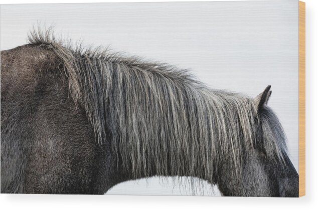 Photographs Wood Print featuring the photograph Phoenix II - Horse Art by Lisa Saint
