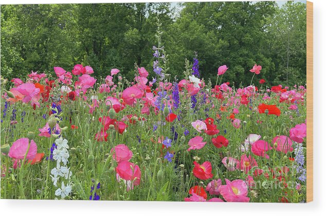 North Carolina Wood Print featuring the photograph Poppies and Wildflowers 8133 by Jack Schultz