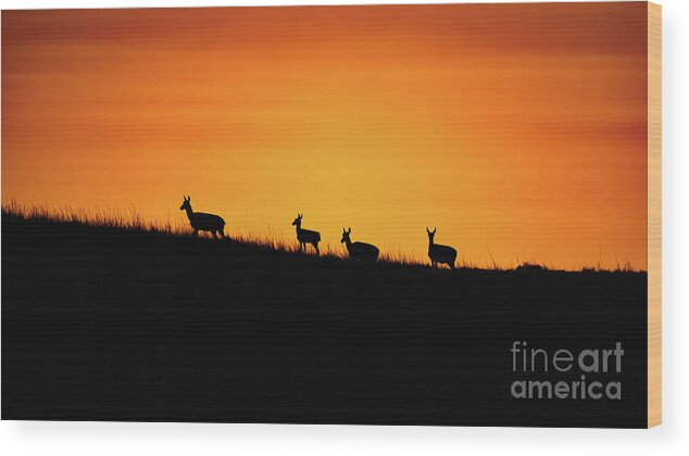 Pronghorn Wood Print featuring the photograph Pronghorn Sunset by Christopher Thomas