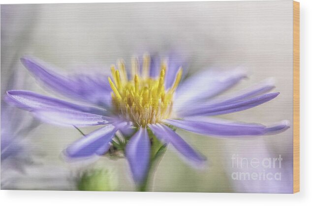 Purple Wood Print featuring the photograph Purple Aster by Pamela Dunn-Parrish