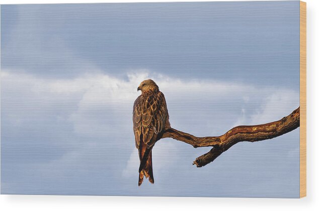 Framing Places Photography Wood Print featuring the photograph Red Kite by Framing Places