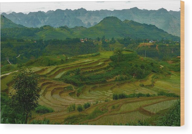 Rice Fields Wood Print featuring the photograph Rice fields and mountains, Vietnam by Robert Bociaga
