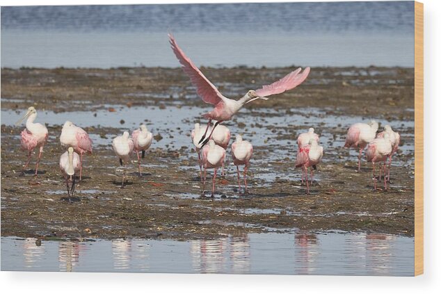 Roseate Spoonbill Wood Print featuring the photograph Roseate Spoonbills Gather Together 2 by Mingming Jiang