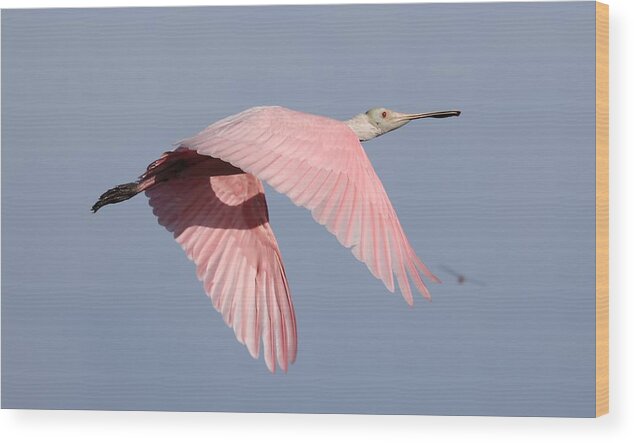 Roseate Spoonbill Wood Print featuring the photograph Roseate Spoonbill in Flight 3 by Mingming Jiang