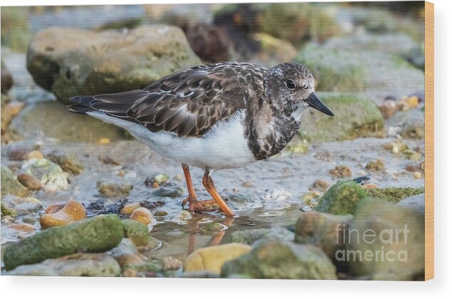 Color Wood Print featuring the photograph Ruddy Turnstone Standing at La Caleta Beach Cadiz Andalusia by Pablo Avanzini