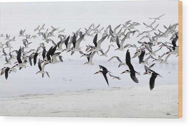 Shorebirds Wood Print featuring the photograph Sea Birds at the Seashore by Scott Cameron