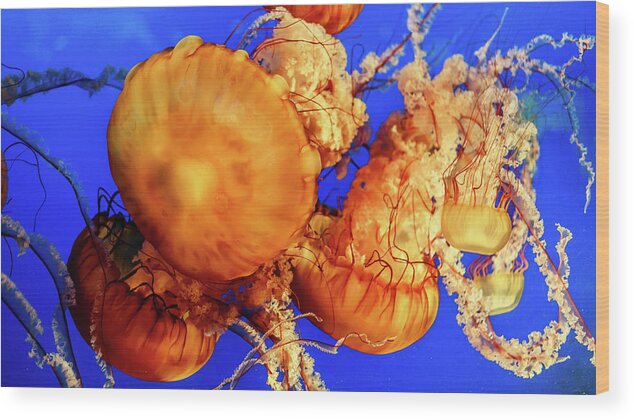 Vancouver Wood Print featuring the photograph Sea Nettle Jellyfish 2 by HawkEye Media