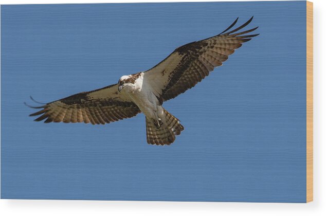 Osprey Wood Print featuring the photograph Searching by Cathy Kovarik