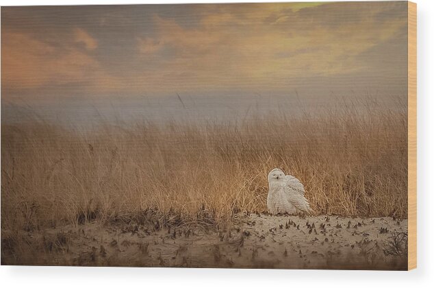 Jbkphotography Wood Print featuring the photograph Snowy Owl by JBK Photo Art