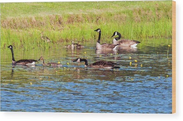 Geese Wood Print featuring the photograph Springtime At The Pond by Cathy Kovarik