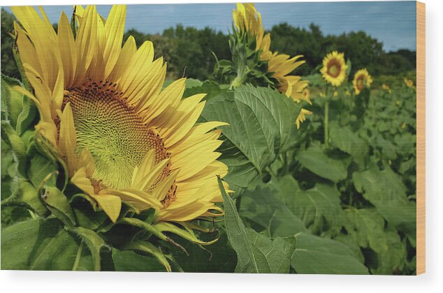 Sunflower Wood Print featuring the photograph Sunflower Fields Forever by Dimitry Papkov