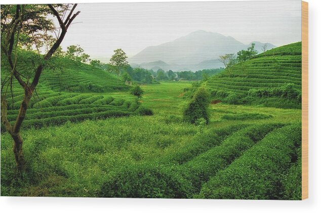 Tea Wood Print featuring the photograph Tea plantation by Robert Bociaga