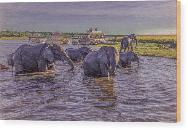 Chobe National Park Wood Print featuring the photograph The Crossing by Marcy Wielfaert