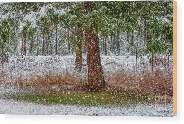 Landscape Wood Print featuring the photograph The First Snow by Pamela Dunn-Parrish