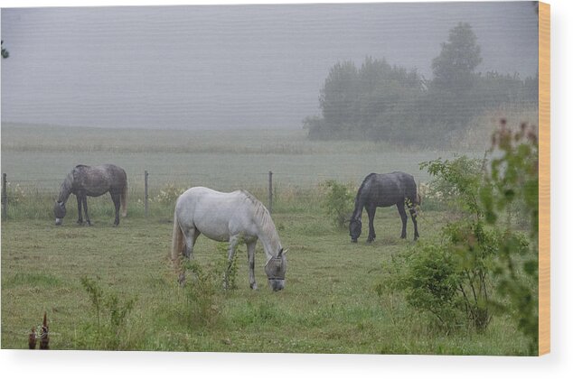 Three Horses Wood Print featuring the photograph Three horses in a pasture a foggy morning by Torbjorn Swenelius