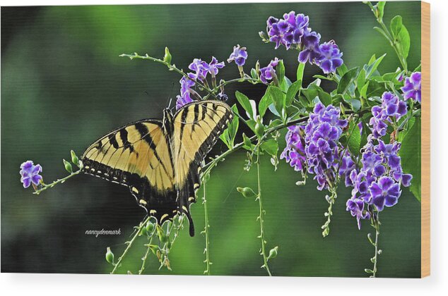 Tiger Swallowtail Wood Print featuring the photograph Tiger Swallowtail On Duranta 16X9 by Nancy Denmark