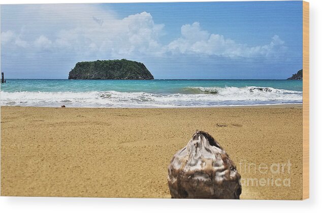 Traveling Coconut Wood Print featuring the photograph Traveling Coconut 1 by Aldane Wynter