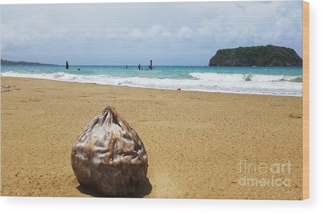 Traveling Coconut Wood Print featuring the photograph Traveling Coconut 2 by Aldane Wynter