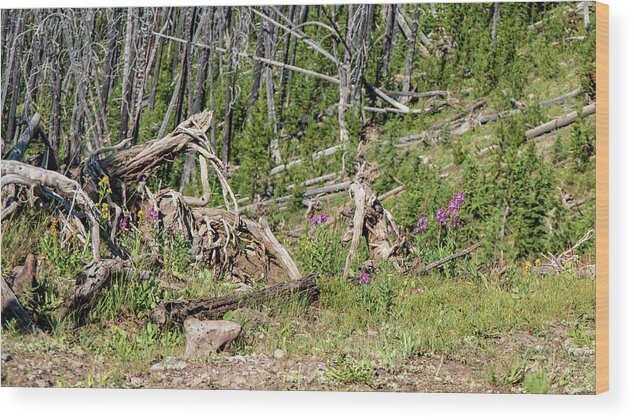 No People Wood Print featuring the photograph Tree up in yellowstone by Nathan Wasylewski