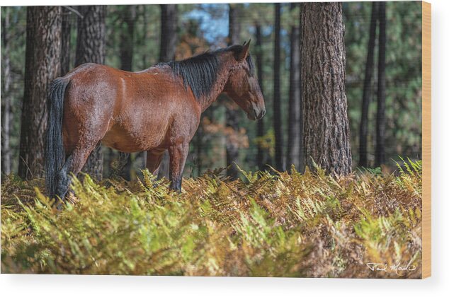 Stallion Wood Print featuring the photograph Valley of Ferns. by Paul Martin