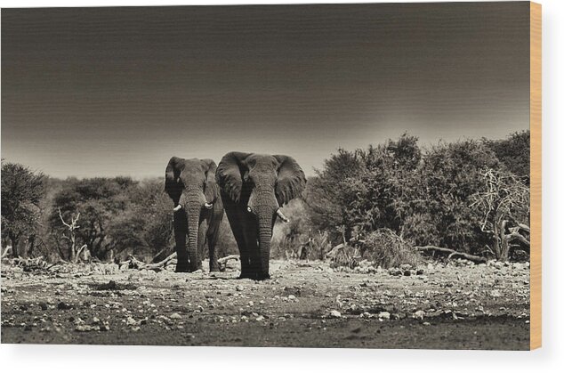Africa Wood Print featuring the photograph Walking Tall by Stefan Knauer
