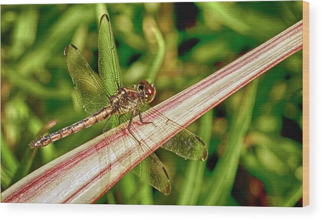 Dragonfly Wood Print featuring the photograph Winged Dragon by Bill Barber