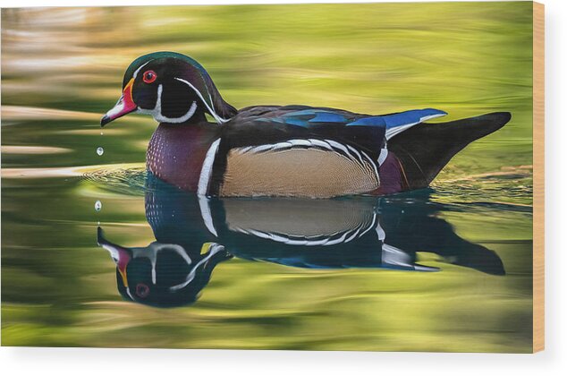 Wood Duck Wood Print featuring the photograph Wood Duck in the Shadows. by Paul Martin