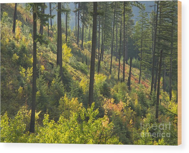 Coeur D Alene National Forest Wood Print featuring the photograph Morning Light #1 by Idaho Scenic Images Linda Lantzy