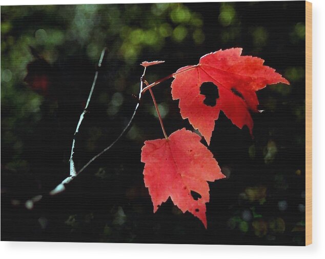 Red Wood Print featuring the photograph Turned Leaves #2 by Alfredo Martinez