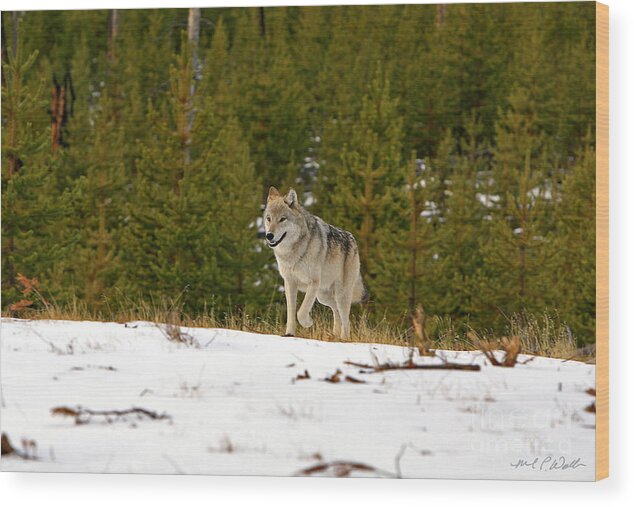 Wolf Wood Print featuring the photograph Alpha Trot by Michael Waller