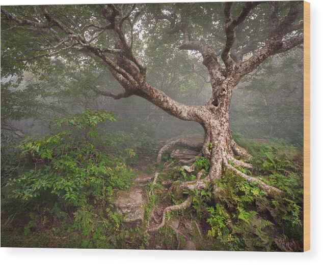 Blue Ridge Parkway Wood Print featuring the photograph Craggy Gardens Blue Ridge Parkway Asheville NC - Enduring Craggy by Dave Allen