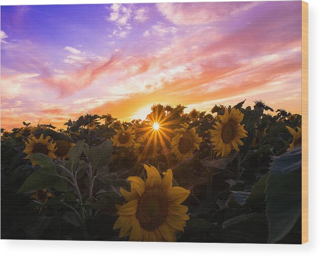 Sunflowers Wood Print featuring the photograph Summer Colors by Janet Kopper