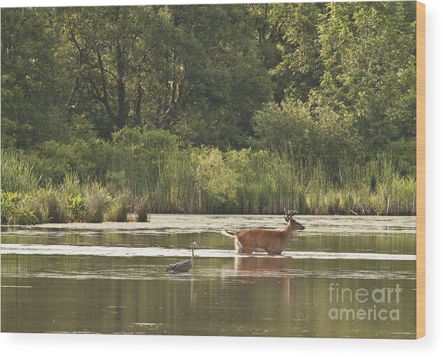 White Tailed Wood Print featuring the photograph Unusual Pair by Jeannette Hunt