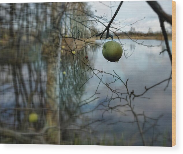 River Wood Print featuring the photograph Wild Apple Tree By The Autumn Lake  by Aleksandrs Drozdovs