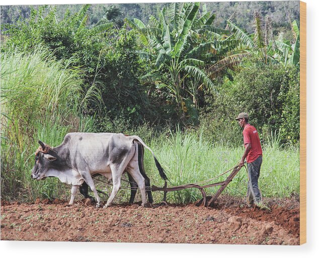 Cuba Wood Print featuring the photograph A Cuban Tractor by Marla Craven