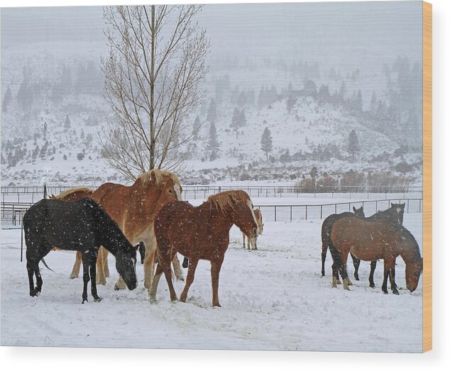Horses Wood Print featuring the photograph Backs to the Wind by Donna Kennedy
