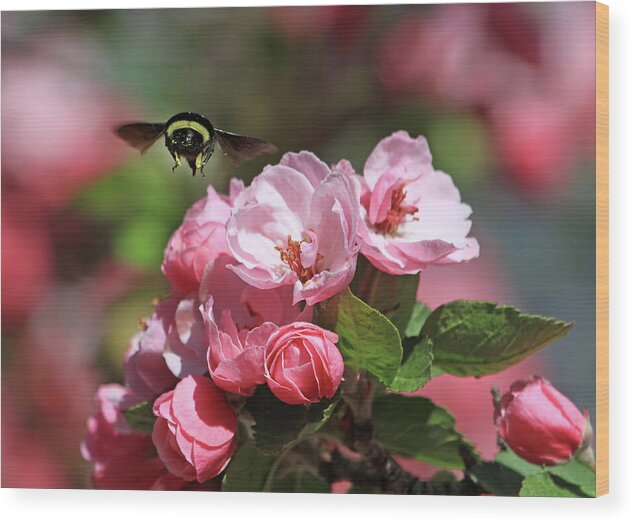 Bumblebee Wood Print featuring the photograph Bye-Bye by Donna Kennedy
