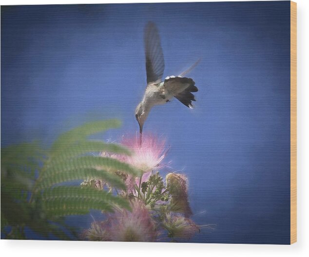 Black-chinned Hummingbird Wood Print featuring the photograph Cotton Candy by Donna Kennedy