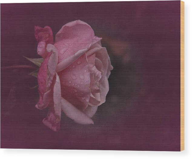Pink Rose Wood Print featuring the photograph Deep Pink Nov Rose by Richard Cummings
