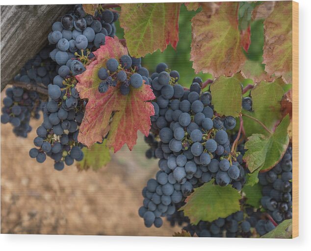 Grapes Wood Print featuring the photograph Fall Winery by Georgia Clare