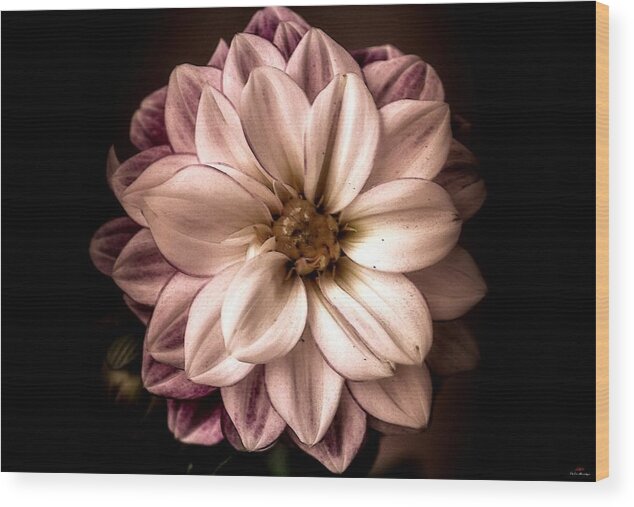Flower Wood Print featuring the photograph Looking around-120 by Emilio Arostegui