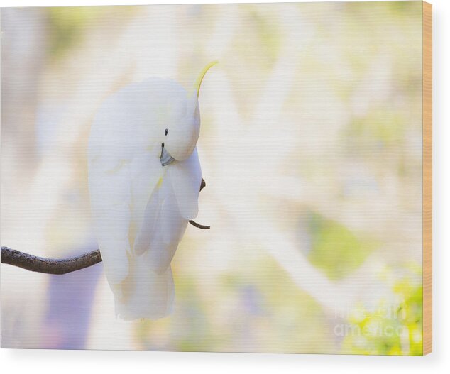 Sulphur Crested Cockatoo Preening Wood Print featuring the photograph Pastel cockatoo by Sheila Smart Fine Art Photography