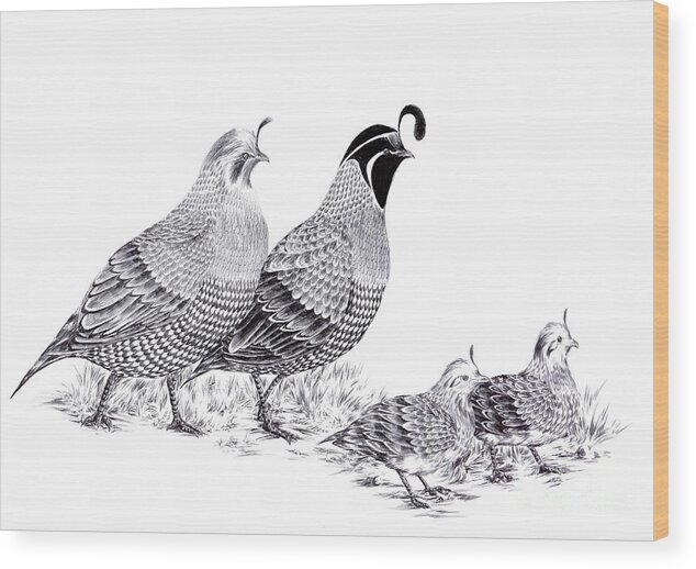 Quail Wood Print featuring the drawing Quail Family Evening Stroll by Alice Chen